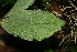  ( - BioBot06145)  @11 [ ] CreativeCommons - Attribution Non-Commercial Share-Alike (2010) Daniel H. Janzen Guanacaste Dry Forest Conservation Fund