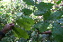  ( - BioBot06150)  @11 [ ] CreativeCommons - Attribution Non-Commercial Share-Alike (2010) Daniel H. Janzen Guanacaste Dry Forest Conservation Fund