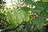  ( - BioBot06150)  @11 [ ] CreativeCommons - Attribution Non-Commercial Share-Alike (2010) Daniel H. Janzen Guanacaste Dry Forest Conservation Fund
