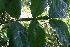  ( - BioBot06150)  @11 [ ] CreativeCommons - Attribution Non-Commercial Share-Alike (2010) Daniel H. Janzen Guanacaste Dry Forest Conservation Fund