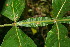  ( - BioBot06150)  @11 [ ] CreativeCommons - Attribution Non-Commercial Share-Alike (2010) Daniel H. Janzen Guanacaste Dry Forest Conservation Fund