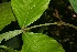  ( - BioBot06150)  @11 [ ] CreativeCommons - Attribution Non-Commercial Share-Alike (2010) Daniel H. Janzen Guanacaste Dry Forest Conservation Fund