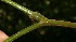  ( - BioBot06150)  @11 [ ] CreativeCommons - Attribution Non-Commercial Share-Alike (2010) Daniel H. Janzen Guanacaste Dry Forest Conservation Fund