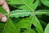  ( - BioBot06151)  @11 [ ] CreativeCommons - Attribution Non-Commercial Share-Alike (2010) Daniel H. Janzen Guanacaste Dry Forest Conservation Fund