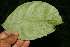  ( - BioBot06151)  @11 [ ] CreativeCommons - Attribution Non-Commercial Share-Alike (2010) Daniel H. Janzen Guanacaste Dry Forest Conservation Fund