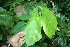  ( - BioBot06152)  @11 [ ] CreativeCommons - Attribution Non-Commercial Share-Alike (2010) Daniel H. Janzen Guanacaste Dry Forest Conservation Fund