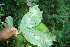  ( - BioBot06152)  @11 [ ] CreativeCommons - Attribution Non-Commercial Share-Alike (2010) Daniel H. Janzen Guanacaste Dry Forest Conservation Fund