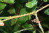  ( - BioBot06152)  @11 [ ] CreativeCommons - Attribution Non-Commercial Share-Alike (2010) Daniel H. Janzen Guanacaste Dry Forest Conservation Fund