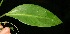  ( - BioBot06161)  @11 [ ] CreativeCommons - Attribution Non-Commercial Share-Alike (2010) Daniel H. Janzen Guanacaste Dry Forest Conservation Fund