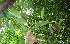  ( - BioBot06162)  @11 [ ] CreativeCommons - Attribution Non-Commercial Share-Alike (2010) Daniel H. Janzen Guanacaste Dry Forest Conservation Fund