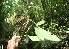 ( - BioBot06163)  @11 [ ] CreativeCommons - Attribution Non-Commercial Share-Alike (2010) Daniel H. Janzen Guanacaste Dry Forest Conservation Fund