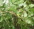  ( - BioBot06167)  @11 [ ] CreativeCommons - Attribution Non-Commercial Share-Alike (2010) Daniel H. Janzen Guanacaste Dry Forest Conservation Fund