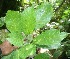  (Sloanea faginea - BioBot06182)  @11 [ ] CreativeCommons - Attribution Non-Commercial Share-Alike (2010) Daniel H. Janzen Guanacaste Dry Forest Conservation Fund