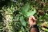  ( - BioBot06183)  @11 [ ] CreativeCommons - Attribution Non-Commercial Share-Alike (2010) Daniel H. Janzen Guanacaste Dry Forest Conservation Fund