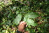  ( - BioBot06183)  @11 [ ] CreativeCommons - Attribution Non-Commercial Share-Alike (2010) Daniel H. Janzen Guanacaste Dry Forest Conservation Fund
