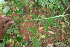  ( - BioBot06183)  @11 [ ] CreativeCommons - Attribution Non-Commercial Share-Alike (2010) Daniel H. Janzen Guanacaste Dry Forest Conservation Fund
