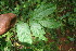  ( - BioBot06183)  @11 [ ] CreativeCommons - Attribution Non-Commercial Share-Alike (2010) Daniel H. Janzen Guanacaste Dry Forest Conservation Fund