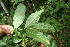  ( - BioBot06183)  @11 [ ] CreativeCommons - Attribution Non-Commercial Share-Alike (2010) Daniel H. Janzen Guanacaste Dry Forest Conservation Fund