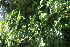  ( - BioBot06184)  @11 [ ] CreativeCommons - Attribution Non-Commercial Share-Alike (2010) Daniel H. Janzen Guanacaste Dry Forest Conservation Fund