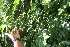  ( - BioBot06184)  @11 [ ] CreativeCommons - Attribution Non-Commercial Share-Alike (2010) Daniel H. Janzen Guanacaste Dry Forest Conservation Fund