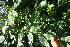  ( - BioBot06184)  @11 [ ] CreativeCommons - Attribution Non-Commercial Share-Alike (2010) Daniel H. Janzen Guanacaste Dry Forest Conservation Fund