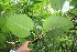  ( - BioBot06201)  @11 [ ] CreativeCommons - Attribution Non-Commercial Share-Alike (2010) Daniel H. Janzen Guanacaste Dry Forest Conservation Fund