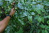  ( - BioBot06202)  @11 [ ] CreativeCommons - Attribution Non-Commercial Share-Alike (2010) Daniel H. Janzen Guanacaste Dry Forest Conservation Fund