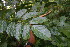  ( - BioBot06202)  @11 [ ] CreativeCommons - Attribution Non-Commercial Share-Alike (2010) Daniel H. Janzen Guanacaste Dry Forest Conservation Fund