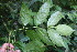  ( - BioBot06202)  @11 [ ] CreativeCommons - Attribution Non-Commercial Share-Alike (2010) Daniel H. Janzen Guanacaste Dry Forest Conservation Fund