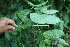  ( - BioBot06202)  @11 [ ] CreativeCommons - Attribution Non-Commercial Share-Alike (2010) Daniel H. Janzen Guanacaste Dry Forest Conservation Fund