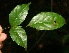  ( - BioBot06205)  @11 [ ] CreativeCommons - Attribution Non-Commercial Share-Alike (2010) Daniel H. Janzen Guanacaste Dry Forest Conservation Fund