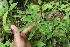  (Phyllanthus Jorge111 - BioBot06209)  @11 [ ] CreativeCommons - Attribution Non-Commercial Share-Alike (2010) Daniel H. Janzen Guanacaste Dry Forest Conservation Fund