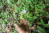  ( - BioBot06213)  @11 [ ] CreativeCommons - Attribution Non-Commercial Share-Alike (2010) Daniel H. Janzen Guanacaste Dry Forest Conservation Fund