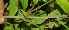  ( - BioBot06213)  @11 [ ] CreativeCommons - Attribution Non-Commercial Share-Alike (2010) Daniel H. Janzen Guanacaste Dry Forest Conservation Fund