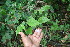  ( - BioBot06214)  @11 [ ] CreativeCommons - Attribution Non-Commercial Share-Alike (2010) Daniel H. Janzen Guanacaste Dry Forest Conservation Fund