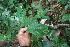 ( - BioBot06214)  @11 [ ] CreativeCommons - Attribution Non-Commercial Share-Alike (2010) Daniel H. Janzen Guanacaste Dry Forest Conservation Fund