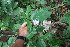  ( - BioBot06214)  @11 [ ] CreativeCommons - Attribution Non-Commercial Share-Alike (2010) Daniel H. Janzen Guanacaste Dry Forest Conservation Fund