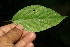  ( - BioBot06214)  @11 [ ] CreativeCommons - Attribution Non-Commercial Share-Alike (2010) Daniel H. Janzen Guanacaste Dry Forest Conservation Fund