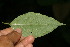  ( - BioBot06214)  @11 [ ] CreativeCommons - Attribution Non-Commercial Share-Alike (2010) Daniel H. Janzen Guanacaste Dry Forest Conservation Fund