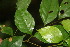  ( - BioBot06219)  @11 [ ] CreativeCommons - Attribution Non-Commercial Share-Alike (2010) Daniel H. Janzen Guanacaste Dry Forest Conservation Fund
