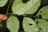  ( - BioBot06219)  @11 [ ] CreativeCommons - Attribution Non-Commercial Share-Alike (2010) Daniel H. Janzen Guanacaste Dry Forest Conservation Fund