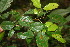  ( - BioBot06219)  @11 [ ] CreativeCommons - Attribution Non-Commercial Share-Alike (2010) Daniel H. Janzen Guanacaste Dry Forest Conservation Fund