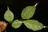  ( - BioBot06219)  @11 [ ] CreativeCommons - Attribution Non-Commercial Share-Alike (2010) Daniel H. Janzen Guanacaste Dry Forest Conservation Fund