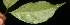  ( - BioBot06219)  @11 [ ] CreativeCommons - Attribution Non-Commercial Share-Alike (2010) Daniel H. Janzen Guanacaste Dry Forest Conservation Fund