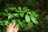  ( - BioBot06220)  @11 [ ] CreativeCommons - Attribution Non-Commercial Share-Alike (2010) Daniel H. Janzen Guanacaste Dry Forest Conservation Fund