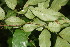  ( - BioBot06220)  @11 [ ] CreativeCommons - Attribution Non-Commercial Share-Alike (2010) Daniel H. Janzen Guanacaste Dry Forest Conservation Fund