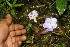  ( - BioBot06226)  @11 [ ] CreativeCommons - Attribution Non-Commercial Share-Alike (2010) Daniel H. Janzen Guanacaste Dry Forest Conservation Fund