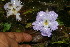  ( - BioBot06226)  @11 [ ] CreativeCommons - Attribution Non-Commercial Share-Alike (2010) Daniel H. Janzen Guanacaste Dry Forest Conservation Fund