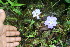  ( - BioBot06226)  @11 [ ] CreativeCommons - Attribution Non-Commercial Share-Alike (2010) Daniel H. Janzen Guanacaste Dry Forest Conservation Fund