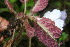  ( - BioBot06226)  @11 [ ] CreativeCommons - Attribution Non-Commercial Share-Alike (2010) Daniel H. Janzen Guanacaste Dry Forest Conservation Fund